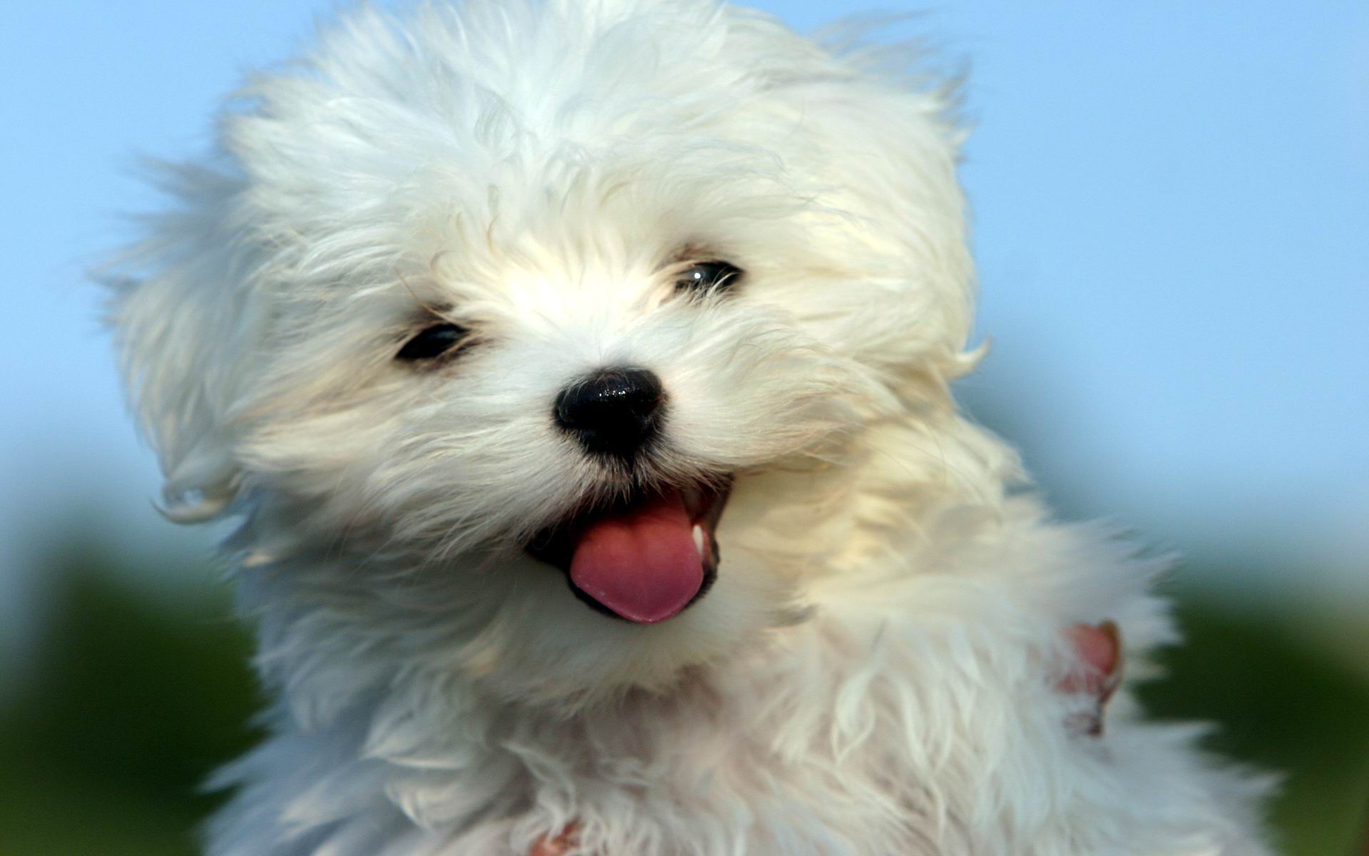 Bébé Bichon Maltais Bébé Bichon Maltais